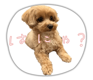856229323