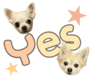 856230075