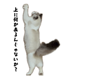 856230333