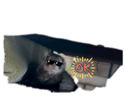 856232415