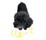 856232777