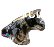856237323