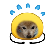 856240556