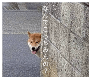 856243740