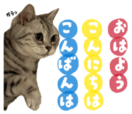 856247166