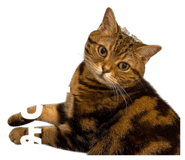 856247185