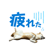 856247366