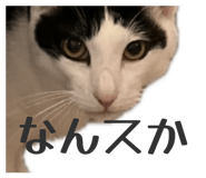 856252756