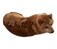 856257268