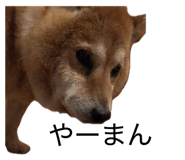856257279