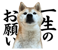 856258247
