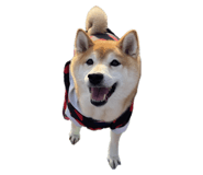 856258256