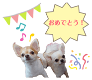 856260060