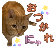 856264074