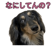 856265444