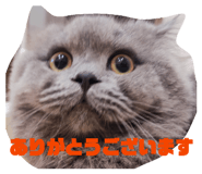 856265537