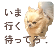 856265627