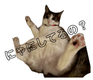 856266349