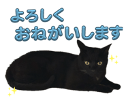 856268162