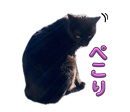 856268164