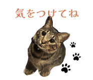856270379
