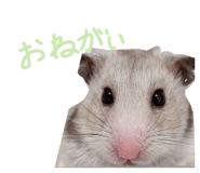 856273573