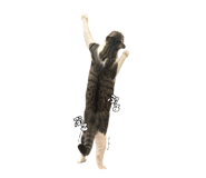 856273702