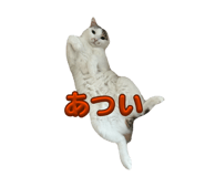 856274826