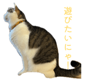 856275421
