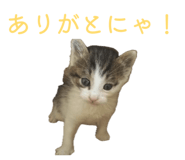 856275423