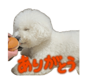 856275668