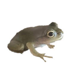856275918