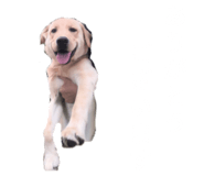 856275930