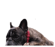 856275933