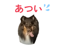 856276663