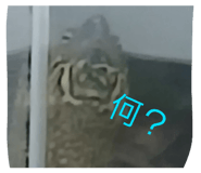 856278477