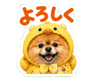 856279523
