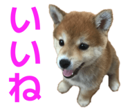 856280163