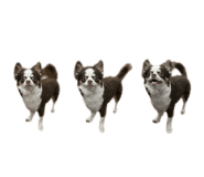 856281594
