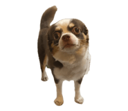 856281595