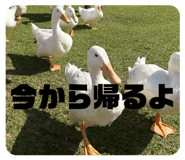 856283125