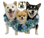 856286198