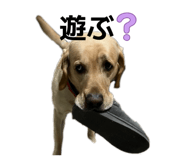 856300588