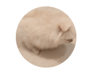 856303075