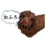 856304480