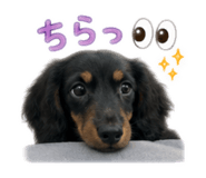 856306450