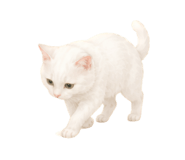 856307910