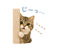 856310841