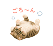 856310848