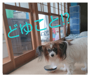 856311005